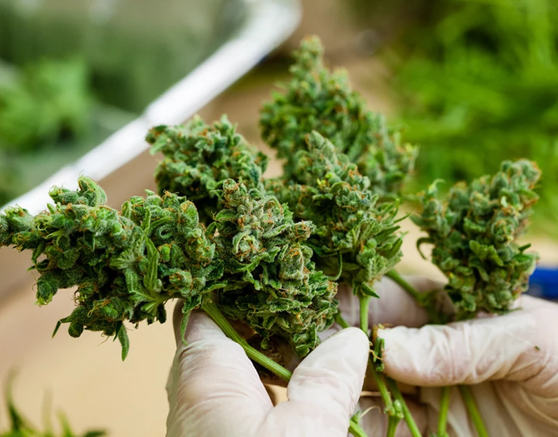 Mail-order high-quality CBD hemp flowers California